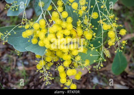 Golden wattle croissant dans la brousse de la lagune à Knuckeys dans le Territoire du Nord de l'Australie Banque D'Images