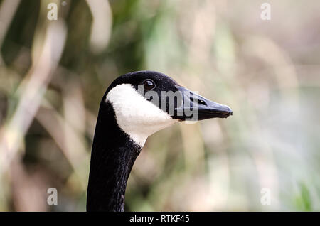 Bernache du Canada (Branta canadensis) à la réserve faunique du bassin de Sepulveda, Van Nuys, CA, USA. Banque D'Images