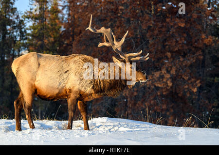 Les wapitis sauvages ou également connu comme le wapiti (Cervus canadensis) dans la neige en hiver dans le parc national Jasper, Alberta, Canada Banque D'Images