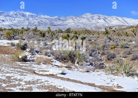 La neige a couvert terrain alpin dans la région de Mount Charleston, sites d'escalade et de randonnée populaire dans les Spring Mountains, près de Las Vegas Nevada Banque D'Images