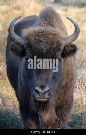 Les bisons d'Europe (Bison bonasus), également connu sous le nom de bison au Bélarus en forêt de Bialowieza, Bélarus Banque D'Images