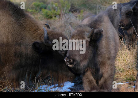 Les bisons d'Europe (Bison bonasus), également connu sous le nom de bison au Bélarus en forêt de Bialowieza, Bélarus Banque D'Images