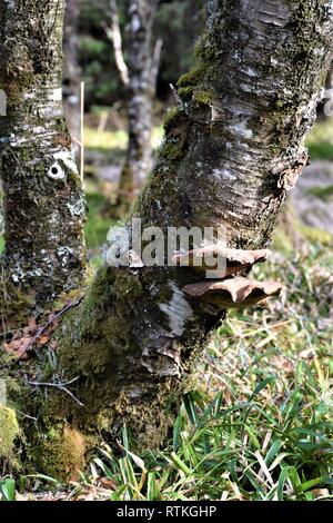 Le support de deux champignons sur Birch Tree, vue de face. Portrait Banque D'Images