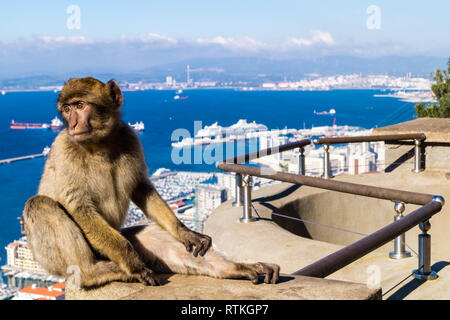 Le Singe magot Macaca sylvanus Barbary ape à Gibraltar Banque D'Images