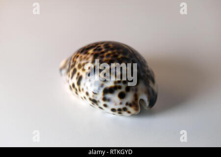 Photo d'une vie toujours belle, repéré cowrie shell sur un tableau blanc. Joli souvenir de vacances au bord de la mer. Macro image avec les couleurs. Banque D'Images