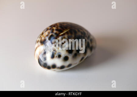 Photo d'une vie toujours belle, repéré cowrie shell sur un tableau blanc. Joli souvenir de vacances au bord de la mer. Macro image avec les couleurs. Banque D'Images