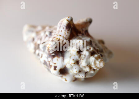 Still Life photo d'un beau blanc & marron mollusque mer shell sur un tableau blanc. Joli souvenir de vacances au bord de la mer. Macro image avec les couleurs. Banque D'Images