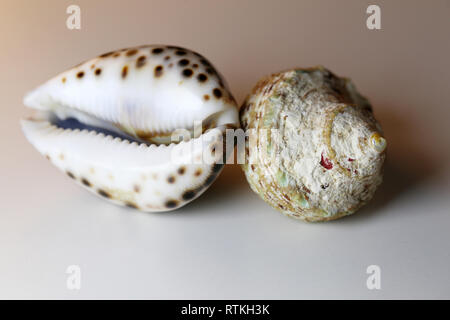 Encore une belle photo de la vie de mollusques et de cauris sur un tableau blanc. Belle souvenirs de vacances au bord de la mer. Macro image avec les couleurs. Banque D'Images