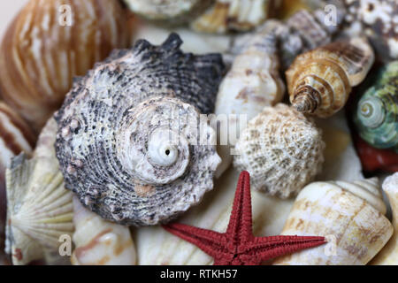 Still Life photo de beaux coquillages mixtes colorés. Belle souvenirs de vacances tropicales au bord de la mer. Macro image avec les couleurs. Banque D'Images