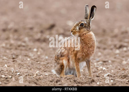 Superbe grand brun sauvage lièvre européen dans les champs ensemencés de Norfolk au Royaume-Uni. Vue rapprochée d'un animal lièvre assis sur un champ de terre à autour. Banque D'Images