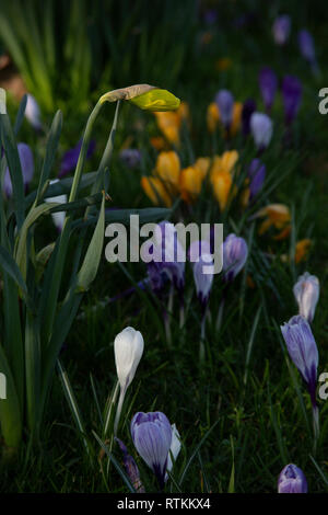 Les premières fleurs du printemps Banque D'Images