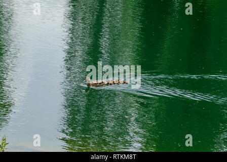 Une poule ou Canard colvert Anas platyrhynchos et leur petit canard avec plumes brunes natation sur un lac, Sofia, Bulgarie Banque D'Images