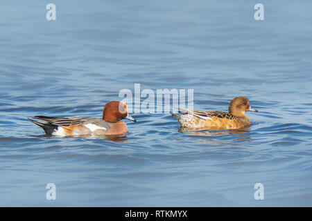 Libre d'un mâle et femelle Canard siffleur Anas penelope nager en eau bleu clair sur une journée ensoleillée Banque D'Images