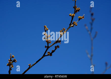 Hamamelis virginiana floraison en mars en face de ciel bleu, american Witch hazel-seule branche de fleurs au début du printemps Banque D'Images