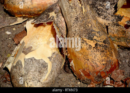 Au cours de l'hiver et sec jardin jaune brisée squash dans le soleil du printemps, certaines cucurbita pepo dans le jardin au printemps Banque D'Images