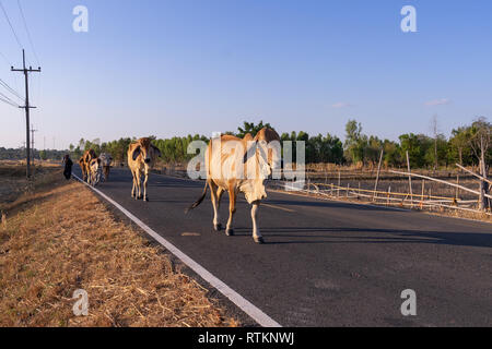 Groupe de marche vache rue passant sur le champ de riz Banque D'Images