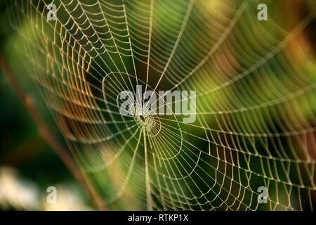 Spider's Web. Banque D'Images