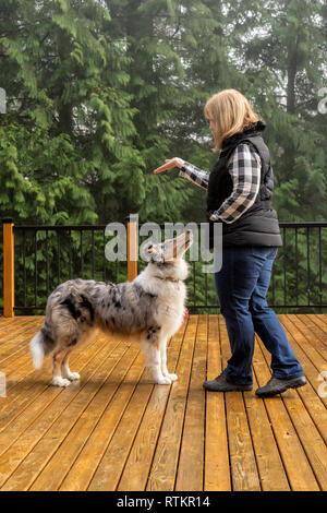 Issaquah, Washington. Commandant femme ses cinq mois Meryl Bleu Rough Collie à siéger. (PR) (MR) Banque D'Images