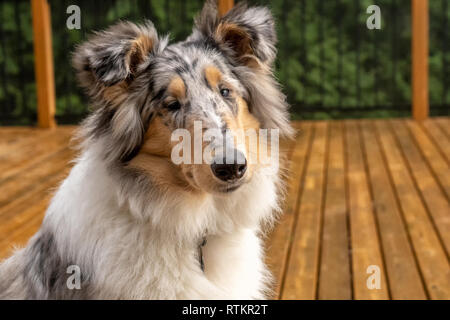 Issaquah, Washington. Close-up portrait of a cinq mois Meryl Bleu Rough Collie. (PR) Banque D'Images