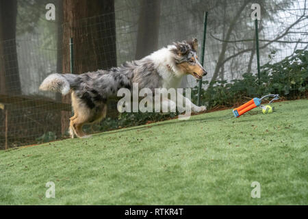Issaquah, Washington. Cinq mois Meryl Bleu Rough Collie tournant dans sa cour. (PR) Banque D'Images