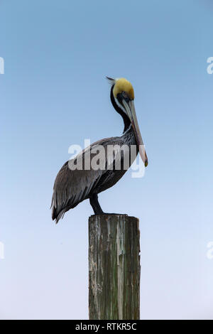 Pélican brun sur une jetée de South Padre Island, Texas Banque D'Images