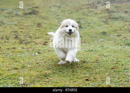 Issaquah, Washington, USA. Dix semaine grand Pyrénées chiot fonctionnant en bas une colline humide en un jour brumeux., gouttes de rosée à l'origine voler dans l'air. (PR) Banque D'Images