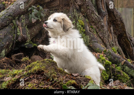 Issaquah, Washington, USA. Dix semaine grand Pyrénées chiot posant devant un grand tronc d'arbre. (PR) Banque D'Images