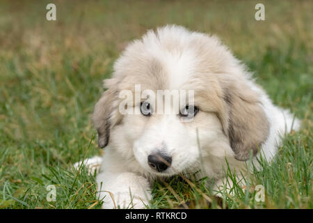 Issaquah, Washington, USA. Dix semaine grand Pyrénées chiot repose dans l'herbe. (PR) Banque D'Images