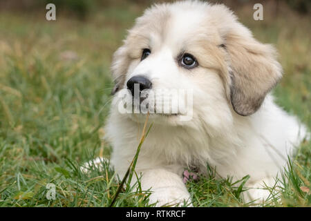 Issaquah, Washington, USA. Dix semaine grand Pyrénées chiot repose dans l'herbe. (PR) Banque D'Images