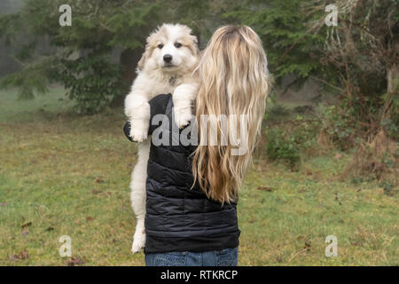 Issaquah, Washington, USA. Woman holding her dix semaine grand Pyrénées chiot. (PR) Banque D'Images