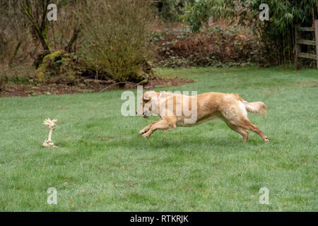 Issaquah, Washington, USA. Golden Retriever de 9 mois, 'Aspen' courir après une corde qui a été lancée, les éclaboussures de l'eau gouttelettes aussi il court Banque D'Images