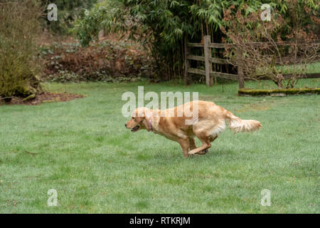 Issaquah, Washington, USA. Golden Retriever de 9 mois, 'Aspen' courir après une balle à travers l'herbe mouillée, dresser des gouttelettes d'eau. (PR) Banque D'Images