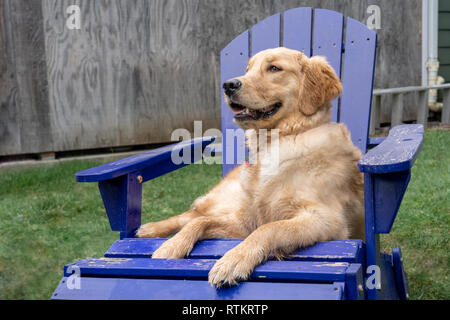 Issaquah, Washington, USA. Golden Retriever de 9 mois, 'Aspen' . (PR) Banque D'Images