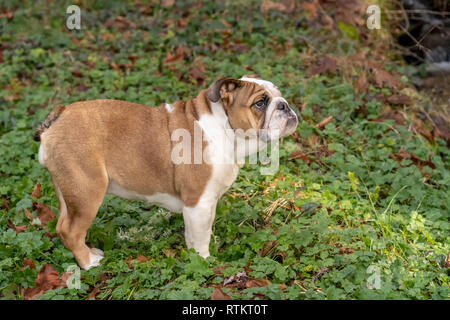 Issaquah, Washington, USA. Six mois vieux Bulldog anglais 'Pétunia' posant dans sa cour boisée, debout sur la renoncule rampante fleurs sauvages. (PR) Banque D'Images