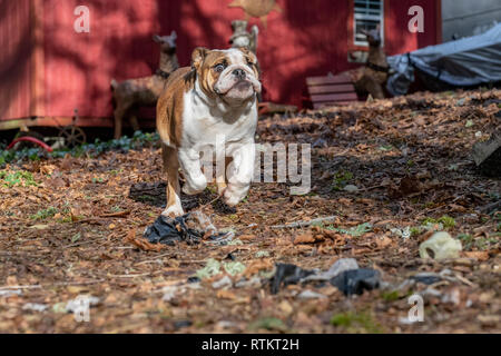 Issaquah, Washington, USA. Six mois vieux Bulldog anglais 'Pétunia' lancé dans son jardin boisé. (PR) Banque D'Images