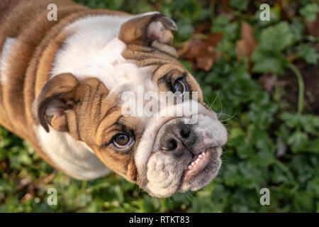 Issaquah, Washington, USA. Portrait d'un six mois Bulldog anglais 'Pétunia' à la vers le haut. (PR) Banque D'Images