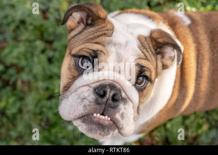 Issaquah, Washington, USA. Portrait d'un six mois Bulldog anglais 'Pétunia' à la vers le haut. (PR) Banque D'Images