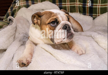 Issaquah, Washington, USA. Six mois vieux Bulldog anglais 'Pétunia' reposant sur son canapé. (PR) Banque D'Images