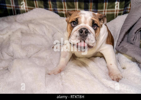Issaquah, Washington, USA. Six mois vieux Bulldog Anglais "Pétunia" assis sur son canapé. (PR) Banque D'Images