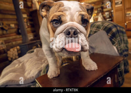 Issaquah, Washington, USA. Six mois vieux Bulldog anglais 'Pétunia' coller sa langue dehors. (PR) Banque D'Images