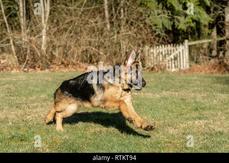 Issaquah, Washington, USA. Quatre mois vieux chiot berger allemand 'Lander' lancé dans sa cour après une balle qui a été jeté. Banque D'Images