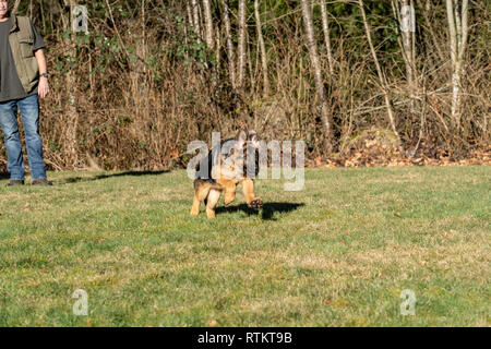 Issaquah, Washington, USA. Quatre mois vieux chiot berger allemand 'Lander' jouer fetch avec son propriétaire qui a tout d'une balle. Banque D'Images