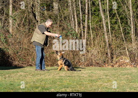 Issaquah, Washington, USA. Homme d'enseigner son quatre mois vieux chiot berger allemand "Lander" pour d'abord s'asseoir avant de sauter jusqu'à attraper son jouet. Banque D'Images