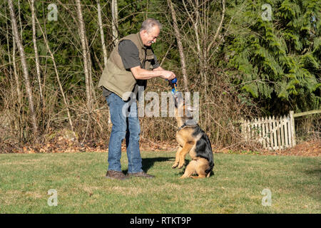 Issaquah, Washington, USA. Homme d'enseigner son quatre mois vieux chiot berger allemand 'Lander' pour aller jusqu'à attraper son jouet. Banque D'Images