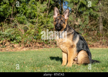 Issaquah, Washington, USA. Quatre mois vieux chiot berger allemand "Lander" portrait de l'environnement. Banque D'Images