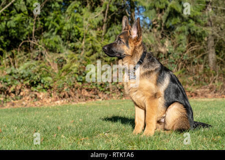 Issaquah, Washington, USA. Quatre mois vieux chiot berger allemand "Lander" portrait de l'environnement. Banque D'Images