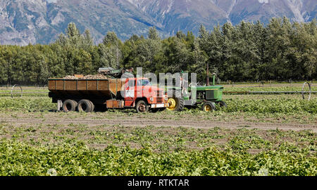 Tracteur John Deere récolteuse de pommes de terre Lockwood tirant, déposant de Shepody '' pommes de terre en camion, en Alaska. Banque D'Images