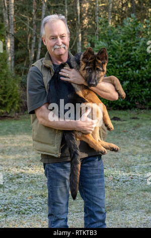 Issaquah, Washington, USA. Homme tenant ses quatre mois vieux chiot berger allemand "Lander". Banque D'Images