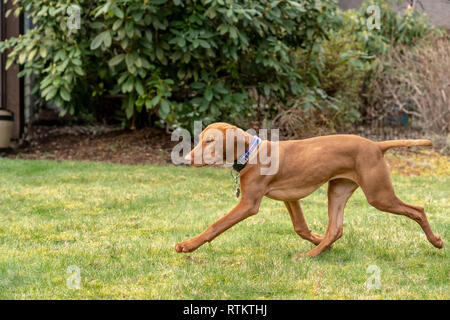 Issaquah, Washington, USA. Cinq mois Vizsla devint puppy 'Pepper' lancé dans sa cour. Banque D'Images