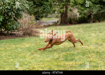 Issaquah, Washington, USA. Cinq mois Vizsla devint puppy 'Pepper' lancé dans sa cour. Banque D'Images